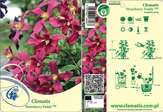 Клематис цельнолистный Строуберри Филдс